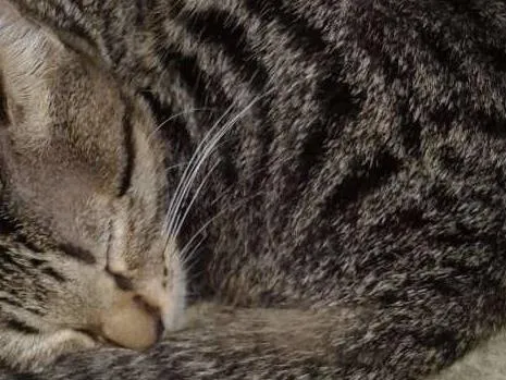 Gato ra a SRD idade 2 a 6 meses nome TATÁ