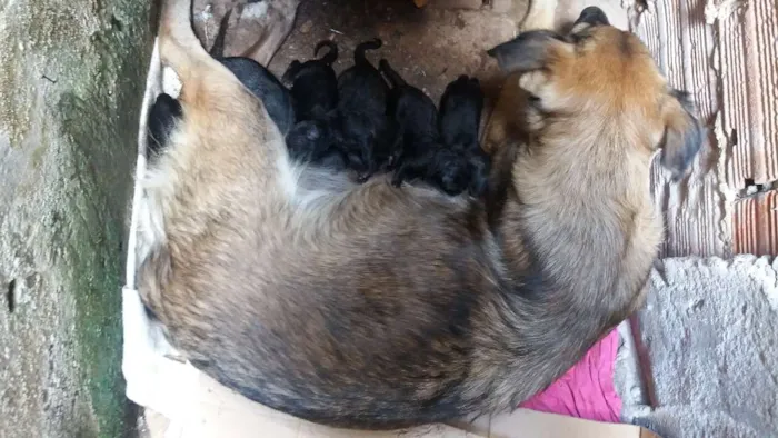 Cachorro raça Não  sei idade Abaixo de 2 meses nome Luara