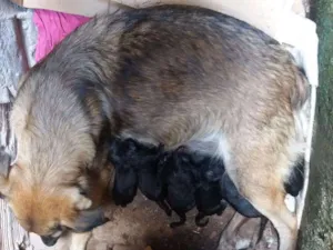 Cachorro raça Não  sei idade Abaixo de 2 meses nome Luara