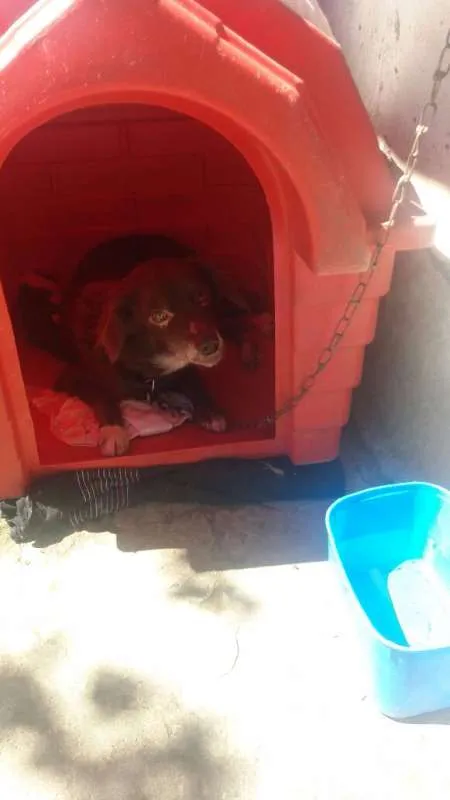 Cachorro ra a SRD idade 7 a 11 meses nome Mel