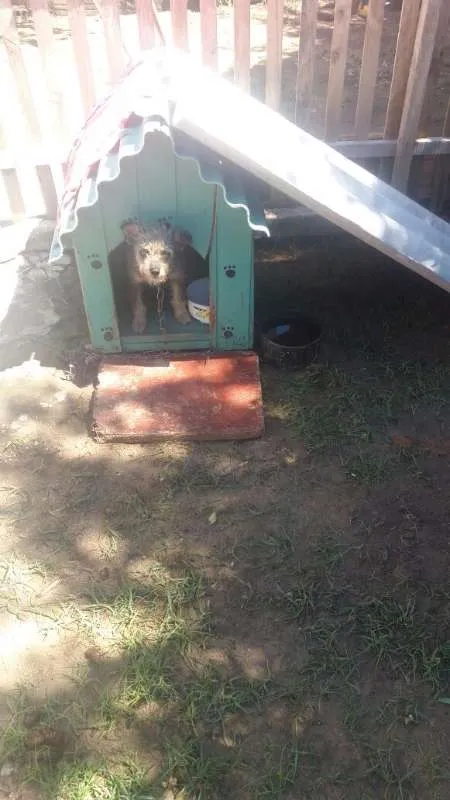 Cachorro ra a SRD idade 7 a 11 meses nome Tota
