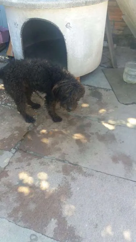 Cachorro ra a MIX POODLE idade 2 anos nome Sirius