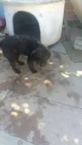 Sirius