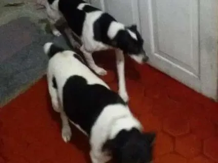 Cachorro ra a Viralata idade 1 ano nome Nina