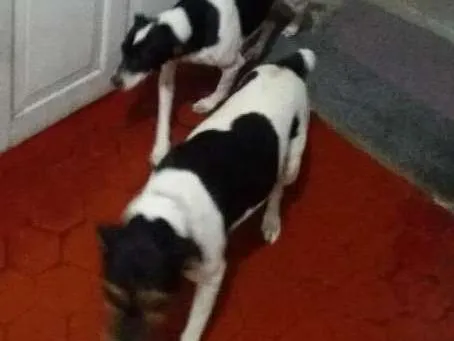 Cachorro ra a Viralata idade 1 ano nome Nina