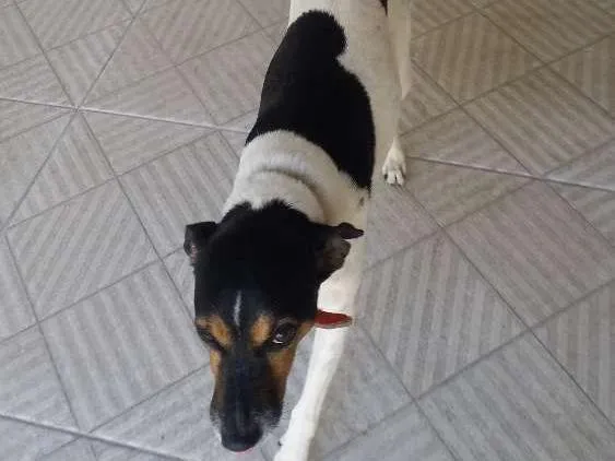 Cachorro ra a Fox Paulistinha idade 6 ou mais anos nome ZEUS