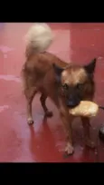 Joli