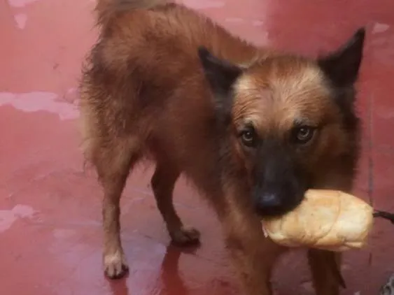 Cachorro raça  idade 6 ou mais anos nome Joli