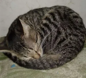 Gato raça SRD idade 2 a 6 meses nome TATÁ