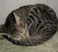 TATÁ