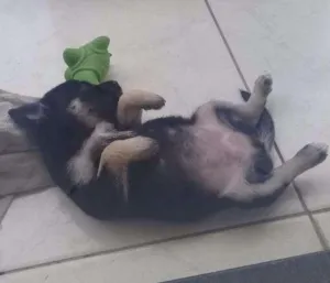 Cachorro raça  idade  nome Milly