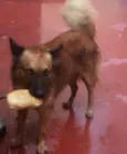 Joli