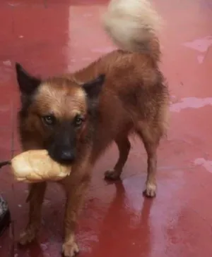 Cachorro raça  idade 6 ou mais anos nome Joli