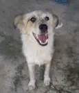 Nina