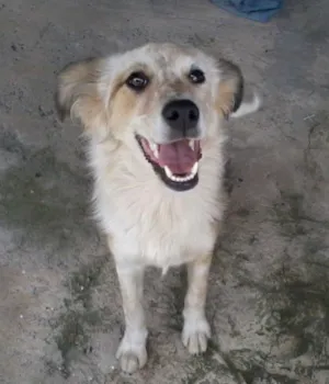 Cachorro raça  idade 2 anos nome Nina