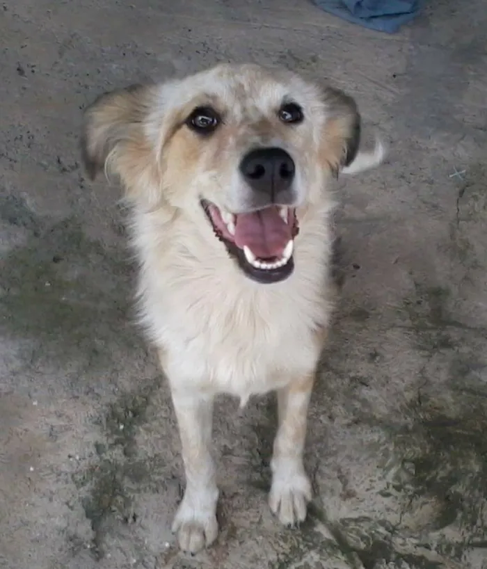 Cachorro ra a  idade 2 anos nome Nina