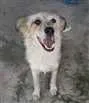 Cachorro raça  idade 2 anos nome Nina
