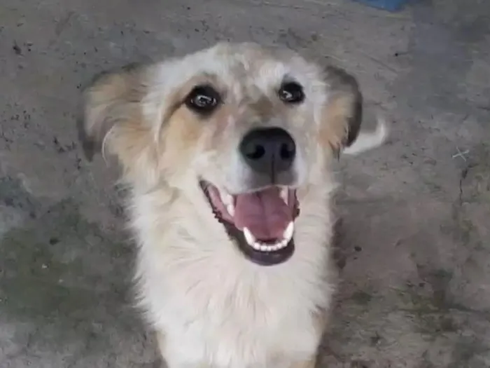 Cachorro ra a  idade 2 anos nome Nina