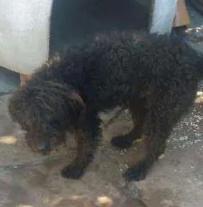 Cachorro ra a MIX POODLE idade 2 anos nome Sirius