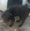 Cachorro raça MIX POODLE idade 2 anos nome Sirius