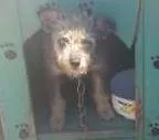 Cachorro ra a SRD idade 7 a 11 meses nome Tota