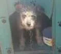 Cachorro raça SRD idade 7 a 11 meses nome Tota