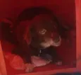 Mel