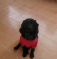 Negão