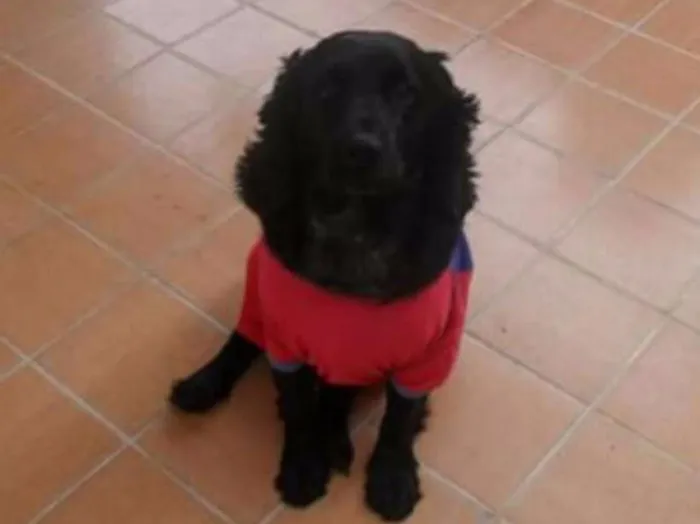Cachorro ra a Cocker idade 5 anos nome Negão