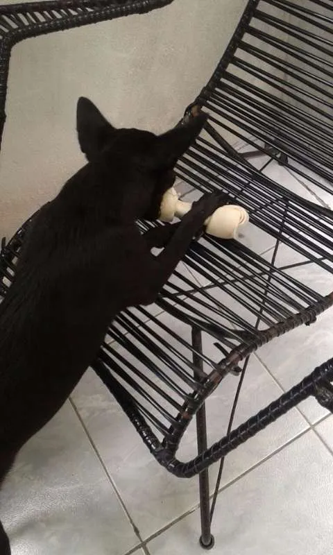 Cachorro ra a vira-lata idade 2 a 6 meses nome Bob