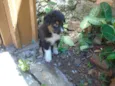 zac