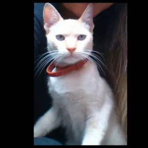 Gato raça SRD idade 7 a 11 meses nome Samuel