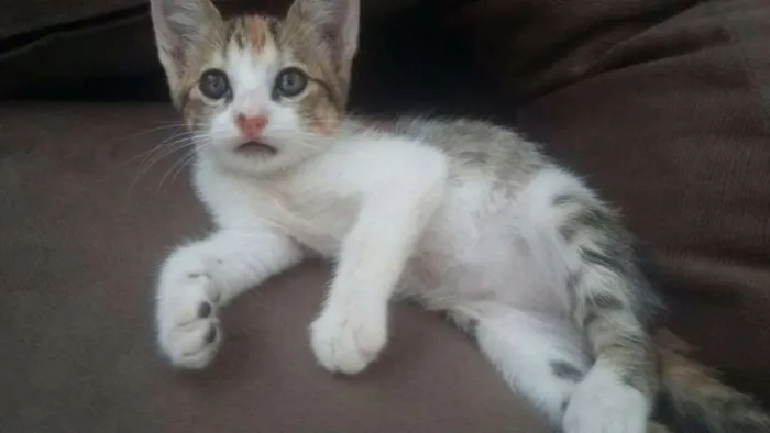 Gato raça Vira lata idade Abaixo de 2 meses nome Sem nome