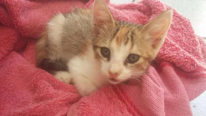 Gato raça Vira lata idade Abaixo de 2 meses nome Sem nome