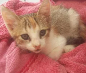 Gato raça Vira lata idade Abaixo de 2 meses nome Sem nome