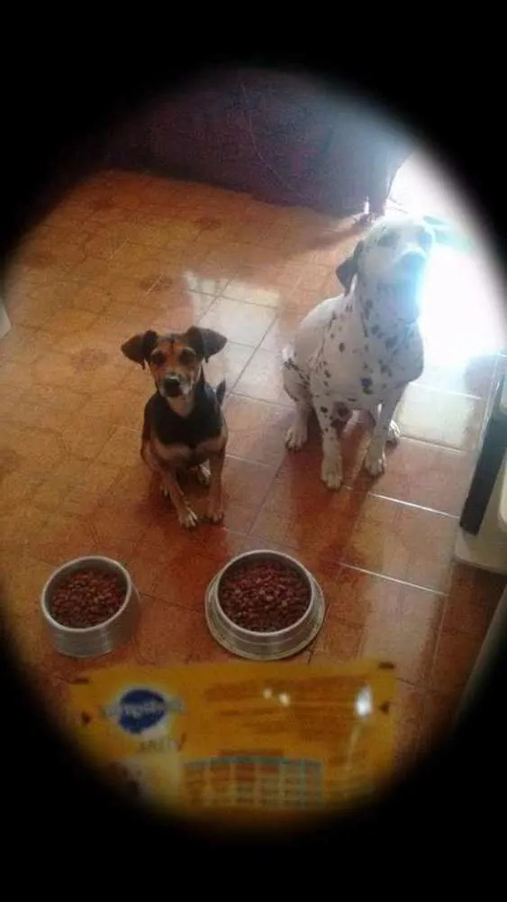 Cachorro ra a Dálmatas e rnd idade 6 ou mais anos nome Bello e Brocador