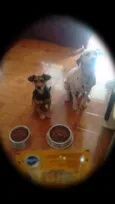 Bello e Brocador