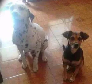 Cachorro raça Dálmatas e rnd idade 6 ou mais anos nome Bello e Brocador
