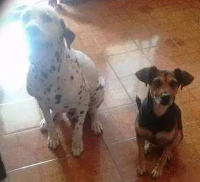 Cachorro ra a Dálmatas e rnd idade 6 ou mais anos nome Bello e Brocador