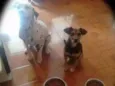 Bello e Brocador