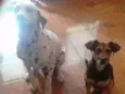 Bello e Brocador