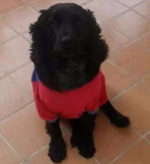 Cachorro raça Cocker idade 5 anos nome Negão