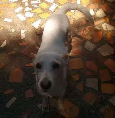 Cachorro ra a SRD idade 3 anos nome Mary Jane