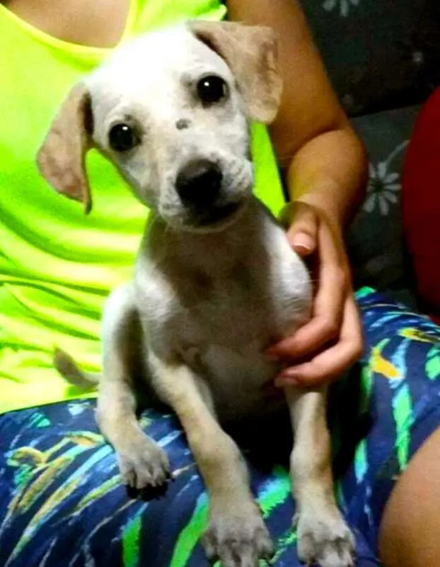 Cachorro ra a Vira-Lata idade 7 a 11 meses nome Branco