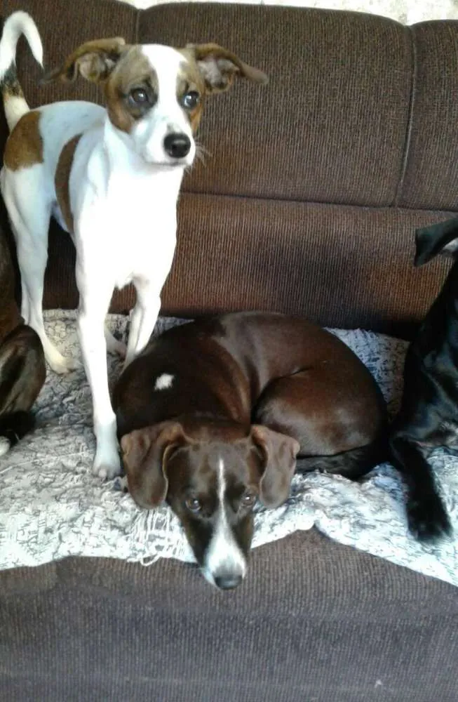 Cachorro ra a Salsicha idade Abaixo de 2 meses nome Lindinhas