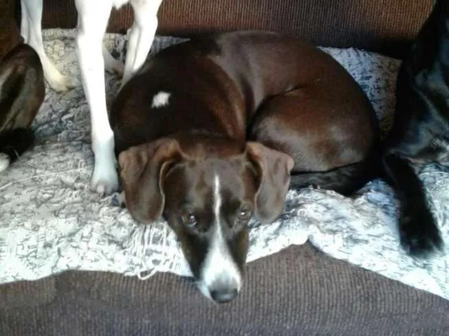 Cachorro ra a Salsicha idade Abaixo de 2 meses nome Lindinhas