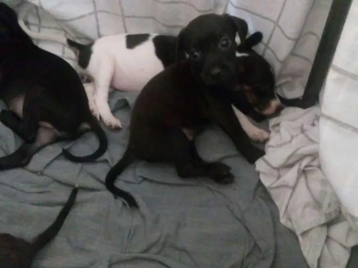 Cachorro ra a Salsicha idade Abaixo de 2 meses nome Lindinhas