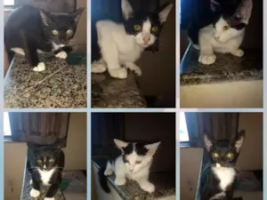 Gato raça Viralata idade 2 a 6 meses nome Gatinhos