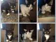 Gatinhos