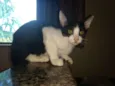 Gatinhos